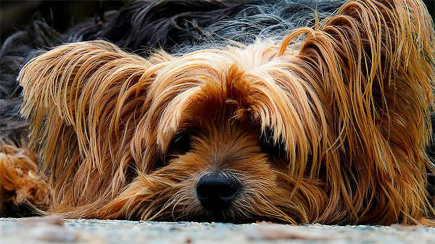 ¿Cómo sudan los perros? Descubre sus secretos para refrescarse