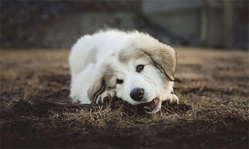 ¿Cómo sudan los perros? Descubre sus secretos para refrescarse