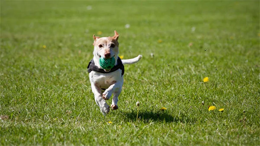 Boston Terrier vs Bulldog Francés: 7 diferencias clave que debes conocer