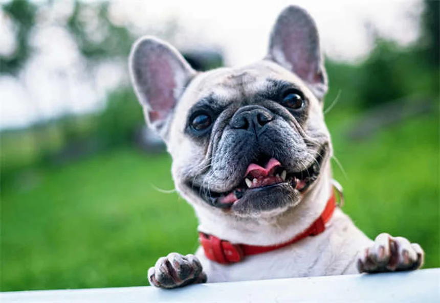 Boston Terrier vs Bulldog Francés: 7 diferencias clave que debes conocer