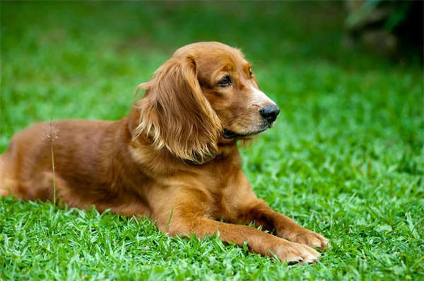Encías de perro saludables: cómo detectar problemas a tiempo