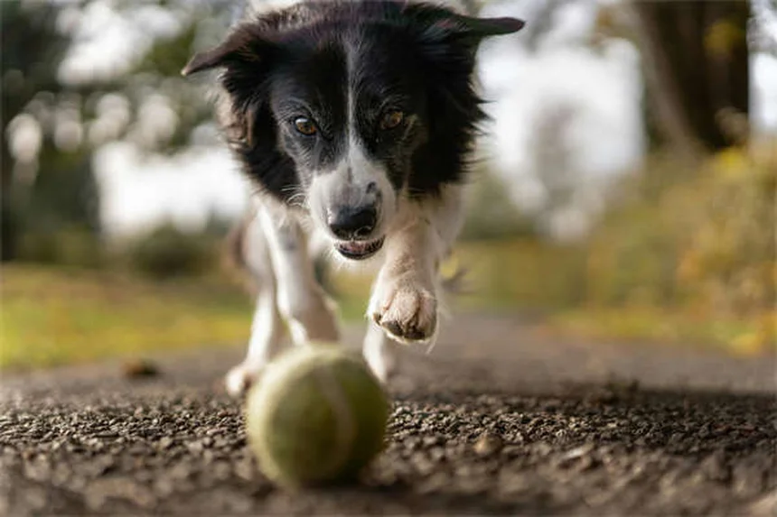 Encías de perro saludables: cómo detectar problemas a tiempo