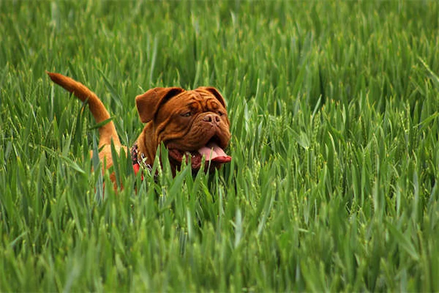Encías de perro saludables: cómo detectar problemas a tiempo