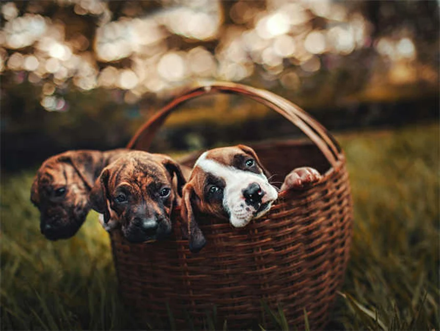 Consejos esenciales para llevar a tu perro a festivales con seguridad