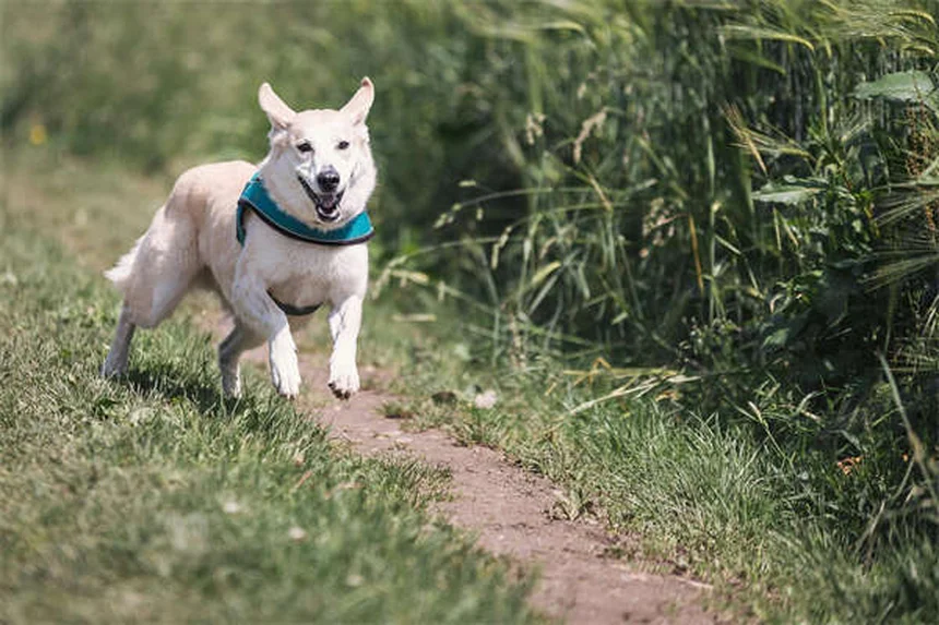 Levetiracetam para perros y gatos: Guía completa sobre este antiepiléptico