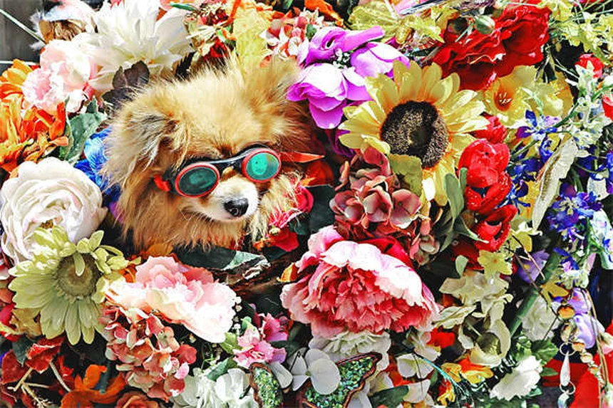 11 plantas y flores seguras para gatos que alegrarán tu hogar