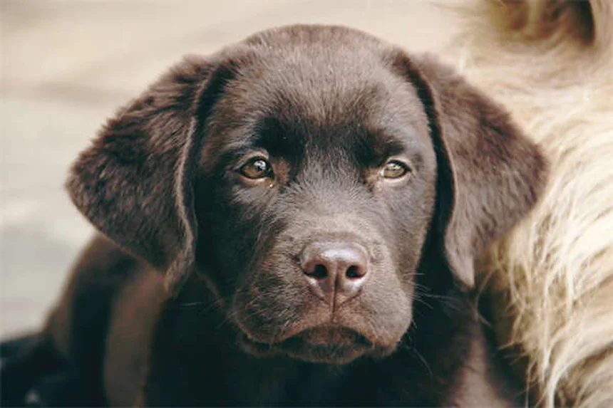 Hemoabdomen en perros: síntomas, causas y tratamiento urgente