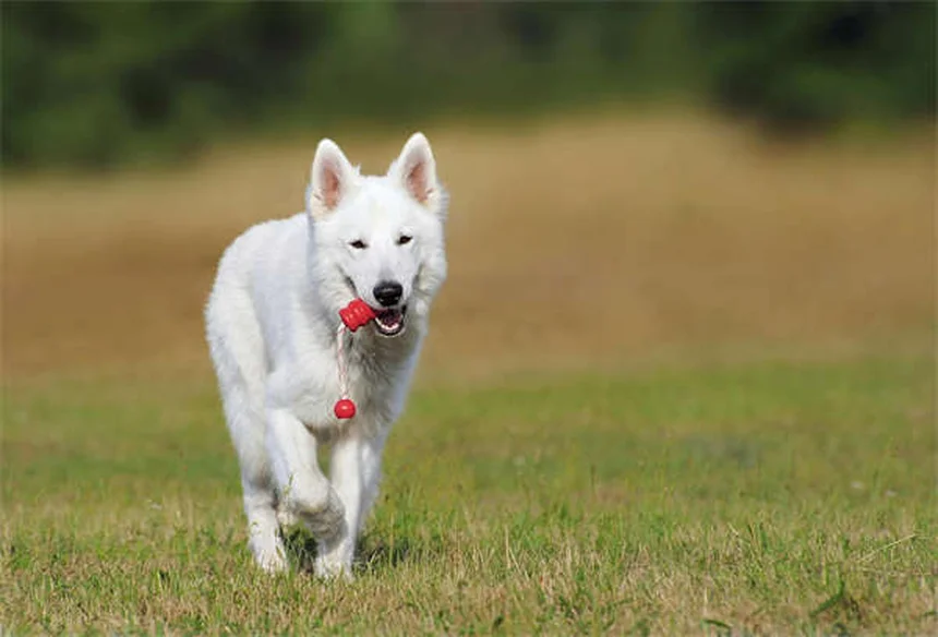 7 razas de perros con personalidad de gato ¡Perfectas para ti!