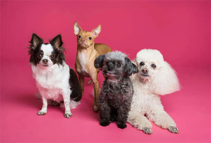 Grietas en cascos de caballos: causas, tratamiento y prevención efectiva