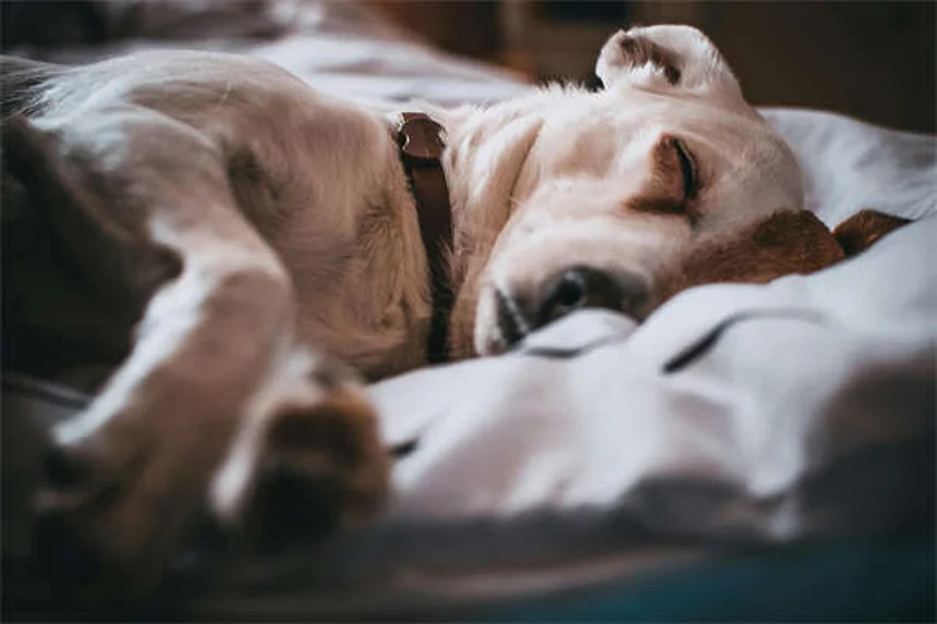 Aceites esenciales para gatos: ¿Son seguros contra pulgas y garrapatas?