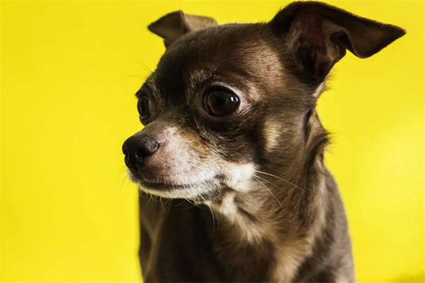 Mi perro cojea: causas y soluciones para aliviar su dolor