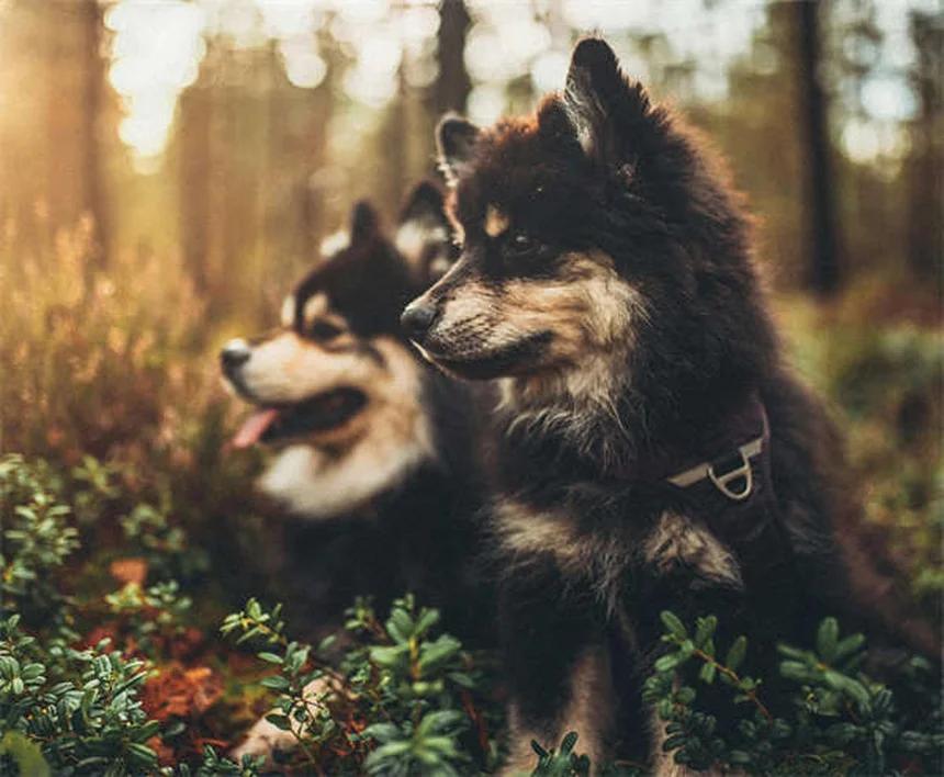 ¿Cuándo cambiar a comida para perros adultos? Guía completa para dueños
