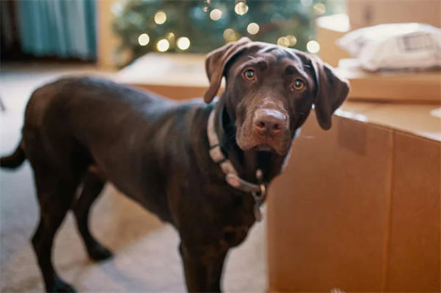 Tamsulosin para perros y gatos: Guía completa sobre usos y efectos