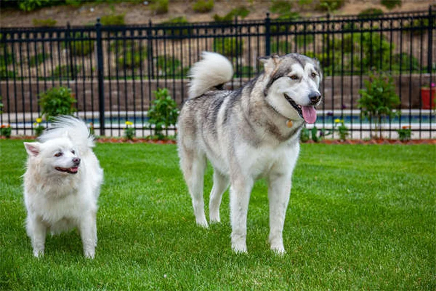 Tamsulosin para perros y gatos: Guía completa sobre usos y efectos