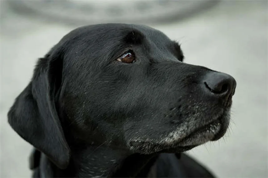 Diarrea en cachorros: causas, síntomas y qué hacer