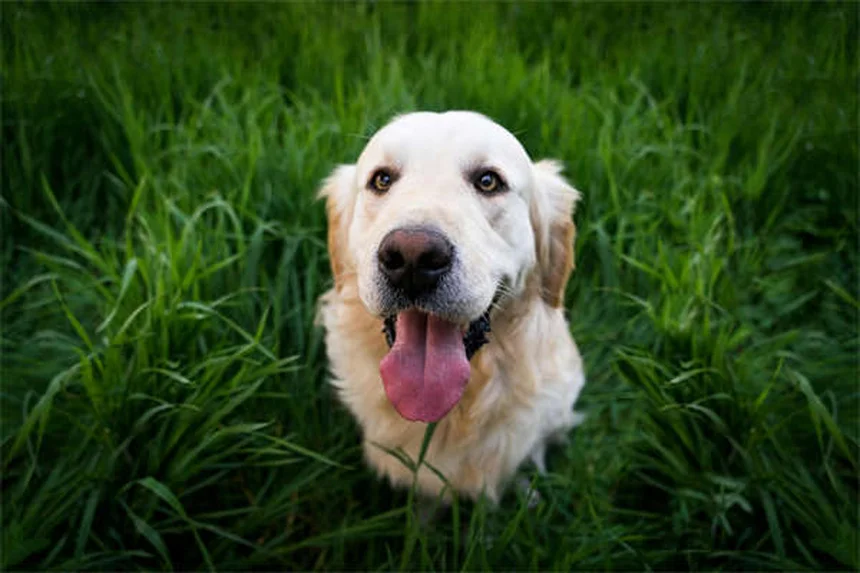 Cómo calcular la edad de tu perro según su tamaño y raza