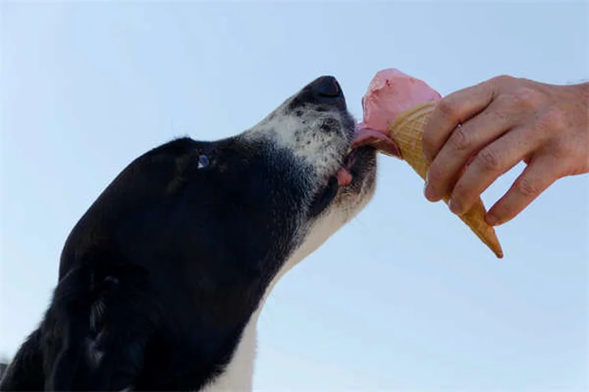 Imodium para perros: ¿Es seguro? Dosis y alternativas naturales