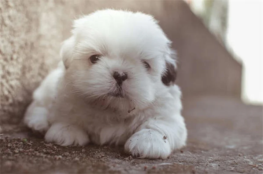 Imodium para perros: ¿Es seguro? Dosis y alternativas naturales