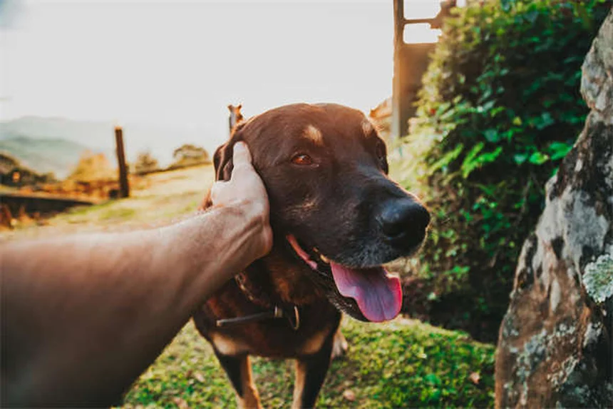 Champú antipulgas para perros: Guía definitiva para eliminar parásitos