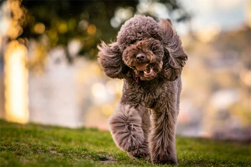 ¿Tu perro es un abusón? 5 señales para detectarlo y solucionarlo