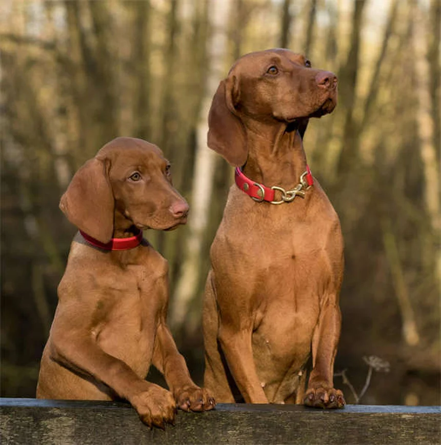 Picadura de abeja en perros: síntomas y qué hacer ¡Guía completa!