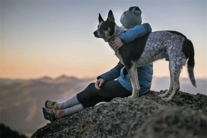 Tumores testiculares en perros: Síntomas, tratamiento y prevención