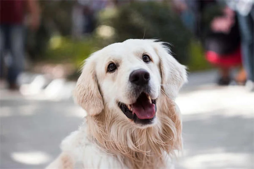 Tumores testiculares en perros: Síntomas, tratamiento y prevención