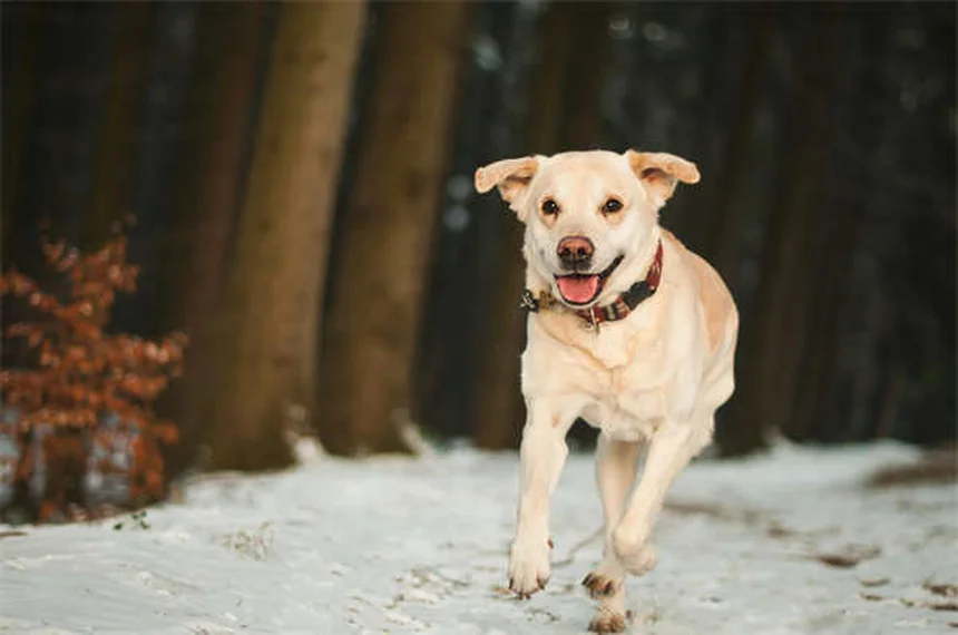 Feromonas para perros y gatos: La solución natural para calmar su estrés