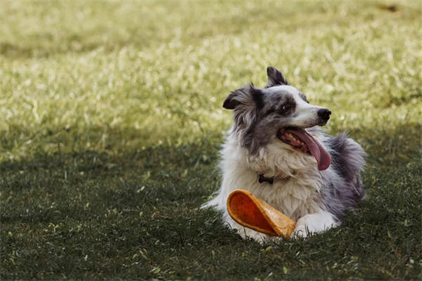 Capstar para perros: Elimina pulgas en 30 minutos ¡Así de rápido!