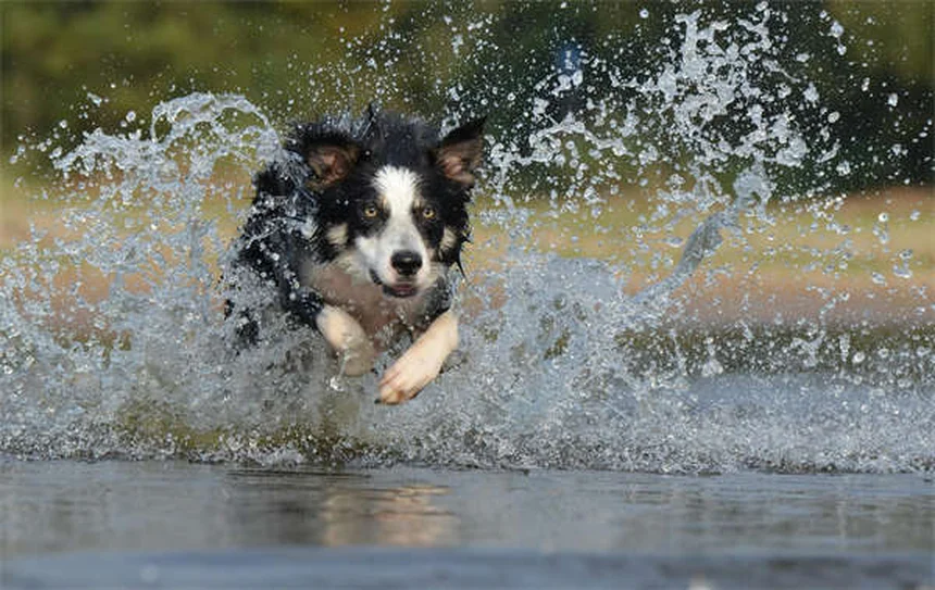 4 señales de obediencia para perros que salvan vidas