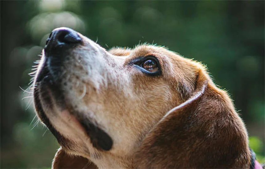 ¿Se puede pasear a un conejo con correa? 5 consejos expertos para lograrlo