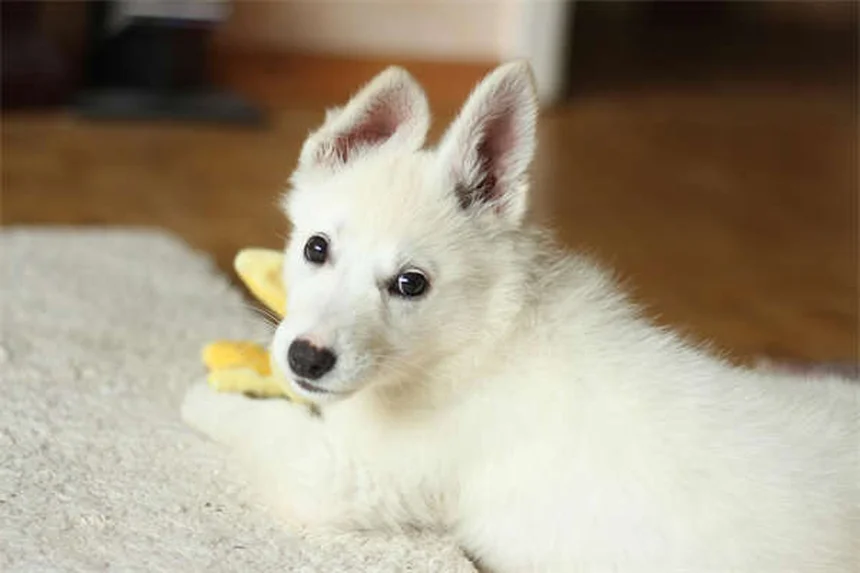 Cómo evitar que tu perro salte sobre las personas: 5 trucos infalibles