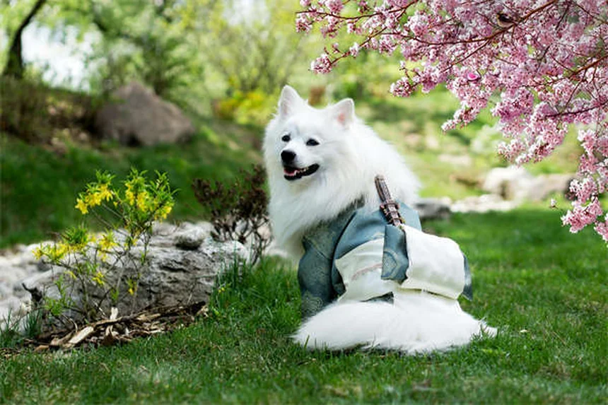 Cómo evitar que tu perro salte sobre las personas: 5 trucos infalibles