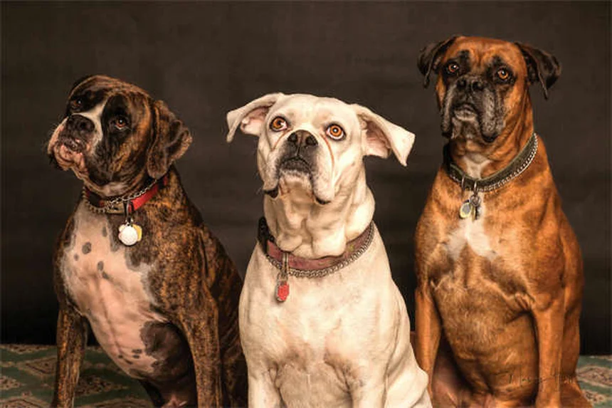 Boca seca en perros y gatos: causas y soluciones prácticas