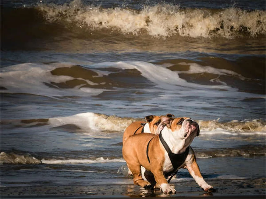¿Los cachorros hacen más caca que los perros adultos? Descubre por qué