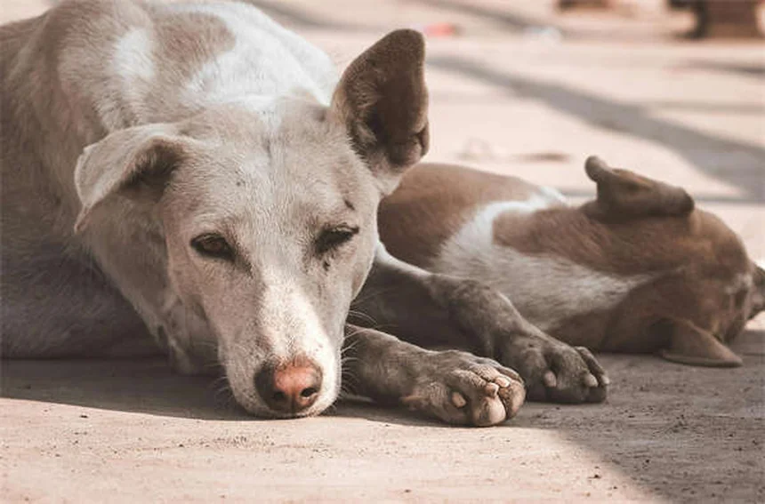 ¿Los cachorros hacen más caca que los perros adultos? Descubre por qué