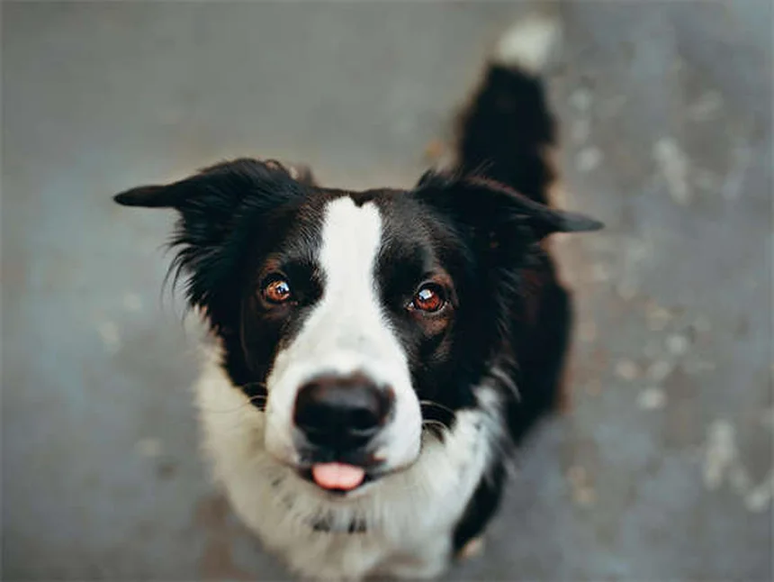 ¿Los cachorros hacen más caca que los perros adultos? Descubre por qué