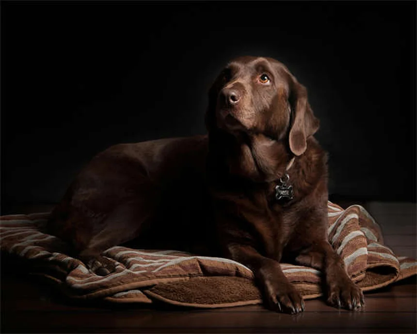 ¿Los cachorros hacen más caca que los perros adultos? Descubre por qué