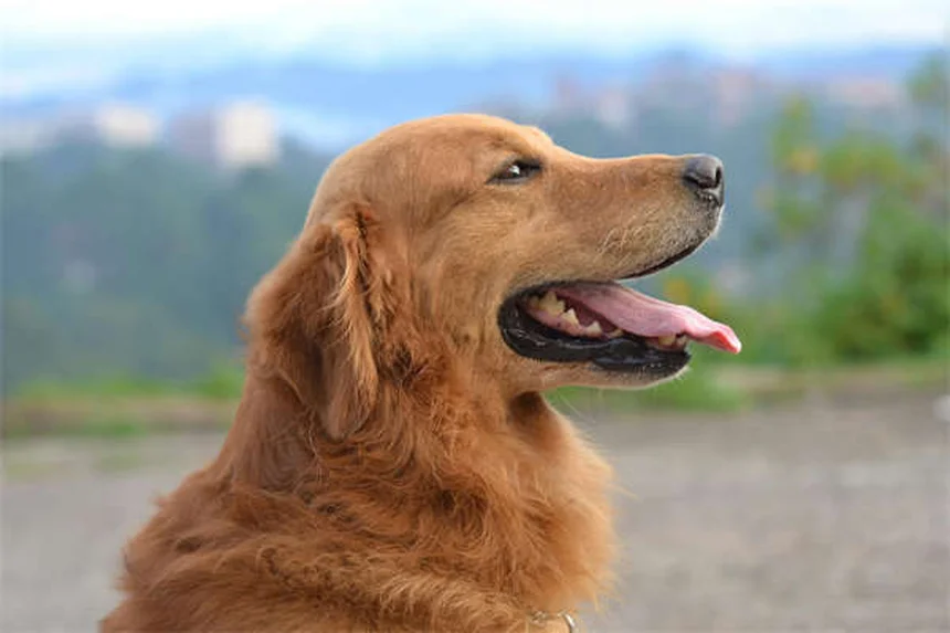 5 consejos esenciales para cuidar a tu perro mayor como un experto