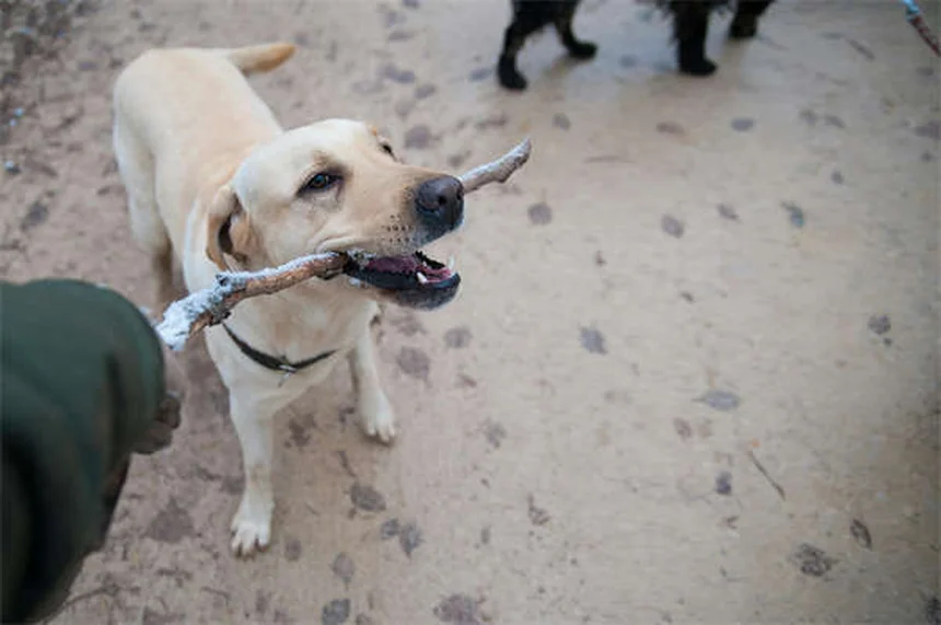 5 consejos esenciales para cuidar a tu perro mayor como un experto