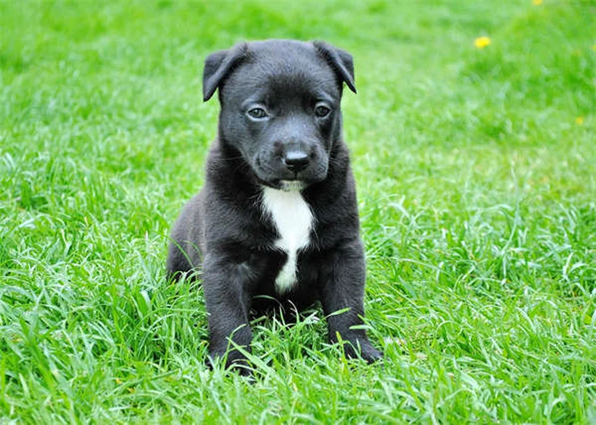L-Lisina para mascotas: ¿Cómo ayuda contra el herpesvirus?