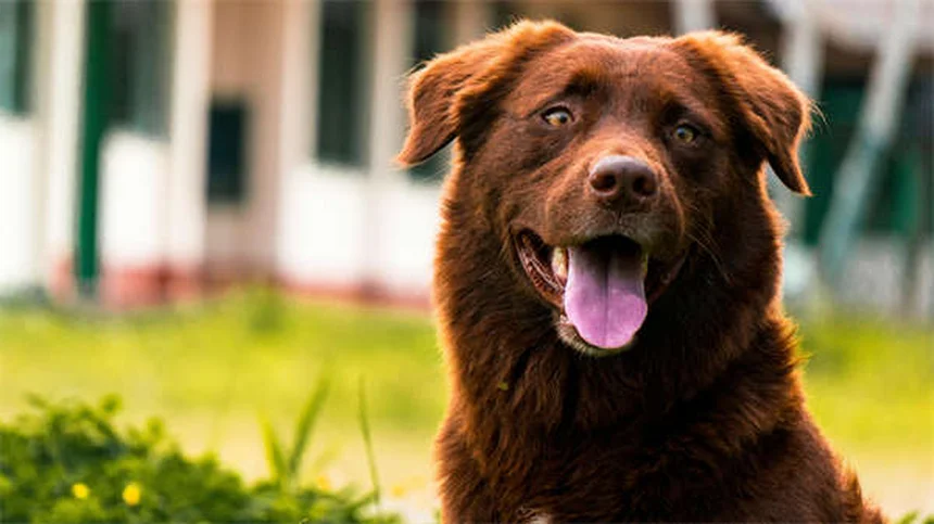 Kaopectate® para mascotas: ¿Es seguro y cómo usarlo correctamente?
