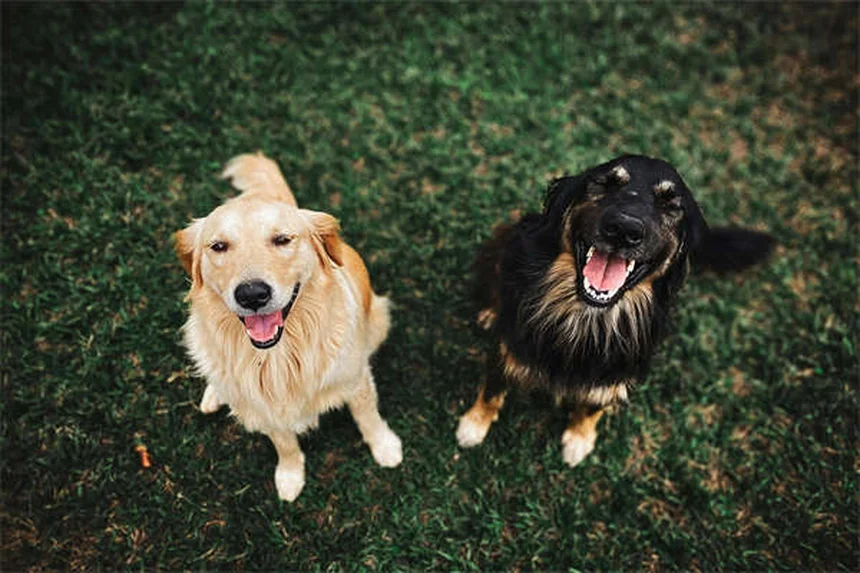 Kaopectate® para mascotas: ¿Es seguro y cómo usarlo correctamente?
