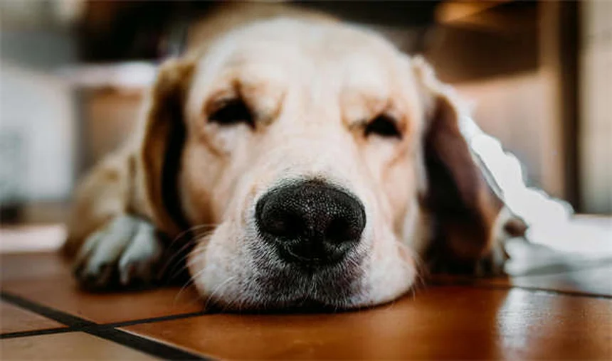 Kaopectate® para mascotas: ¿Es seguro y cómo usarlo correctamente?