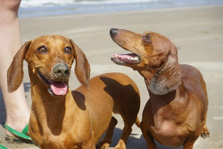Kaopectate® para mascotas: ¿Es seguro y cómo usarlo correctamente?