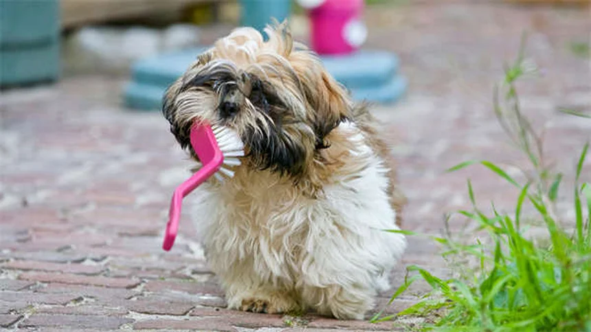¿Necesitas un especialista en comportamiento canino? Soluciones para perros problemáticos