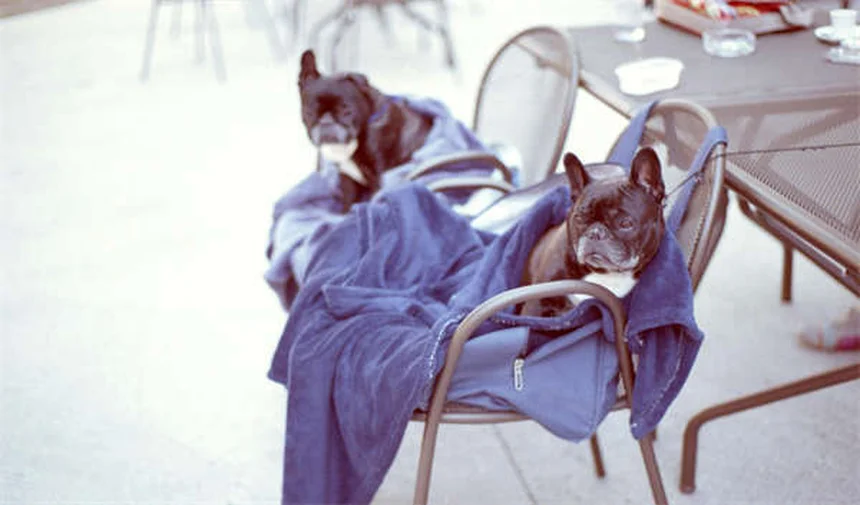 ¿Necesitas un especialista en comportamiento canino? Soluciones para perros problemáticos