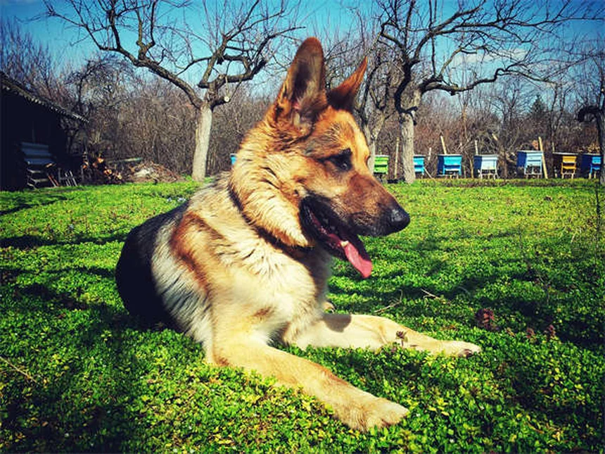 ¿Necesitas un especialista en comportamiento canino? Soluciones para perros problemáticos